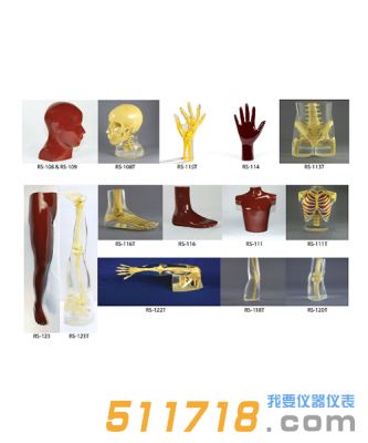 美国RSD 人体部分模体
