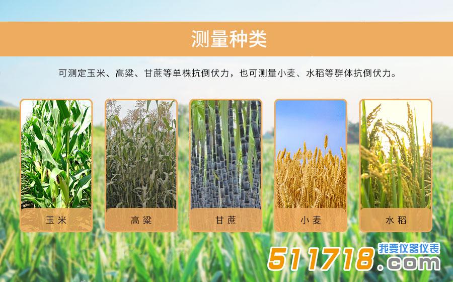 活体抗倒伏测定仪.jpg 活体抗倒伏测定仪.jpg